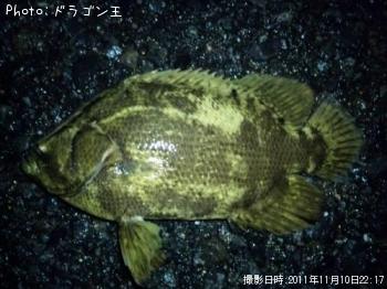 ？魚-2011-11-10 22:16