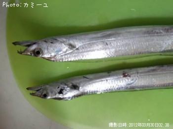 太刀魚-2012-3-30 2:38