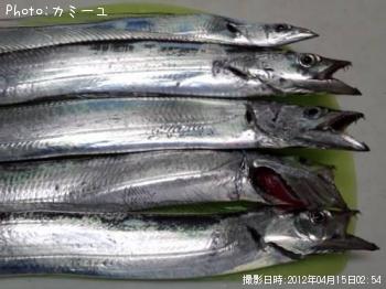 太刀魚-2012-4-15 2:54