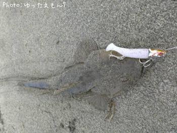 写真