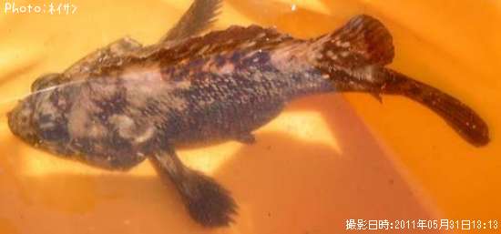 ベッコウソイ