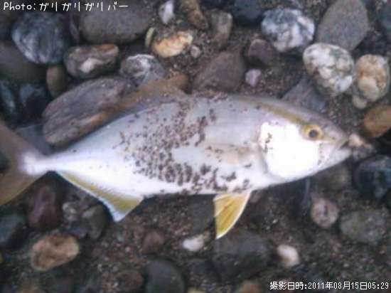 カンパチの稚魚