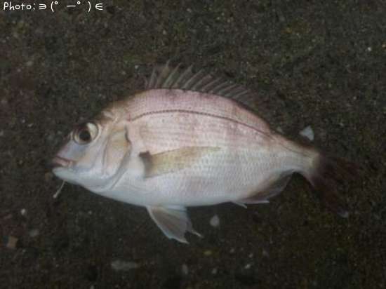 マダイの子?