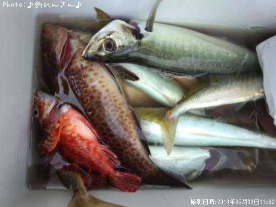 地鯵　青鯵　モンチャン　アラカブ　飛び魚