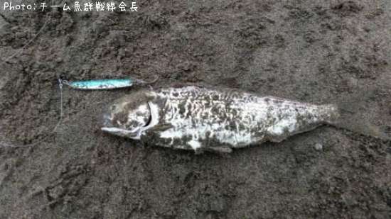 知らない魚