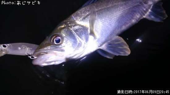 小さな魚