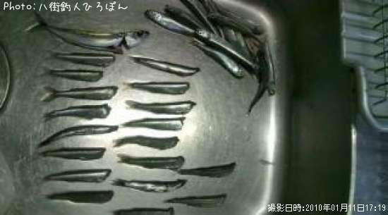 鯖　トウゴロウイワシ　カタクチ