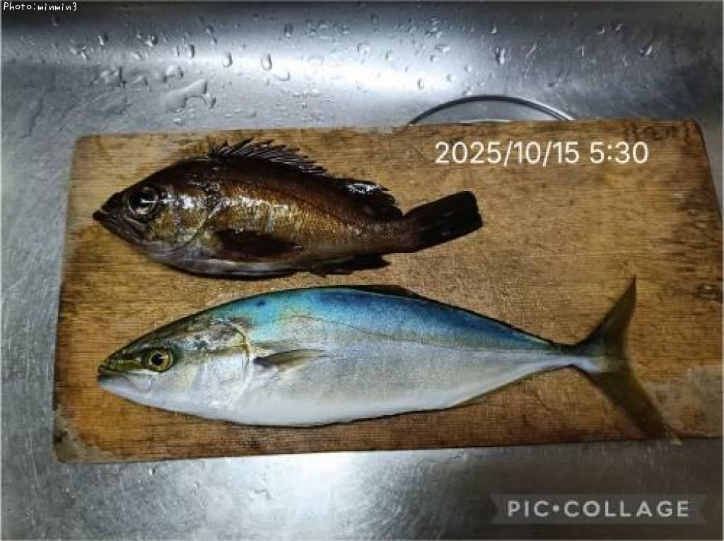 ワカシとメバル