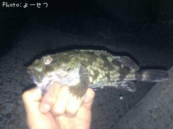 カサゴ-2013-11-24 17:25