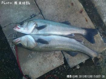 シーバス-2013-12-15 7:0