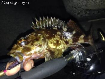 カサゴ-2013-12-22 20:15