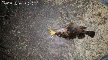 ムラソイ-2013-12-26 18:17