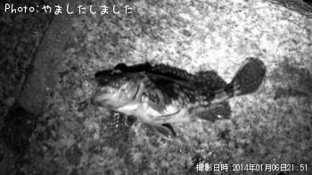 カサゴ-2014-1-6 21:51