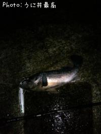 クロソイ-2014-1-8 21:19