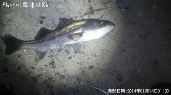 シーバス-2014-1-14 1:30