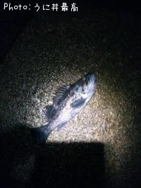 クロソイ-2014-1-15 19:32