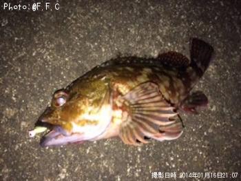 カサゴ-2014-1-16 21:7