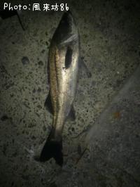 シーバス-2014-1-21 20:1