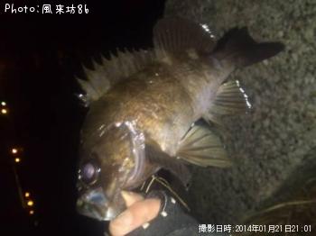 メバル-2014-1-21 21:1