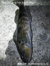 アイナメ-2014-2-7 19:7