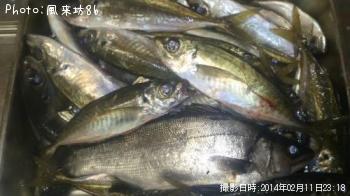 アジ-2014-2-11 23:18