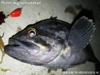 クロソイ-2014-2-19 19:44