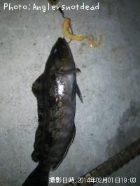 アイナメ-2014-2-1 19:3