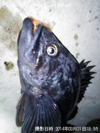 クロソイ-2014-3-1 18:55