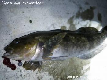 アイナメ-2014-3-2 17:58