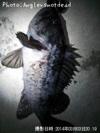 クロソイ-2014-3-3 20:19