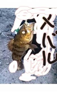 メバル-2014-3-4 17:36