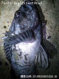 クロソイ-2014-3-5 20:0