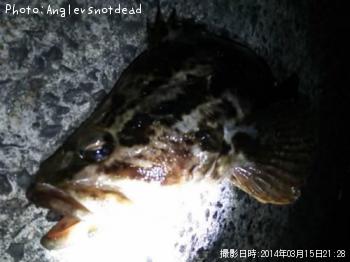 ベッコウゾイ-2014-3-15 21:28