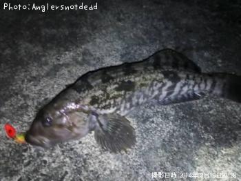 アイナメ-2014-3-16 20:38