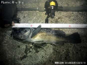 クロソイ-2014-3-16 19:51