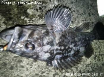 クロソイ-2014-3-19 21:17