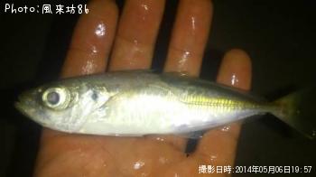 アジ-2014-5-6 19:57