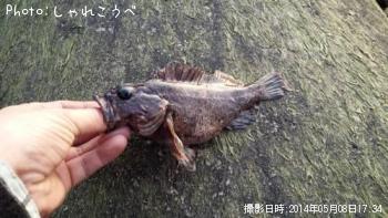 ムラソイ-2014-5-8 17:34
