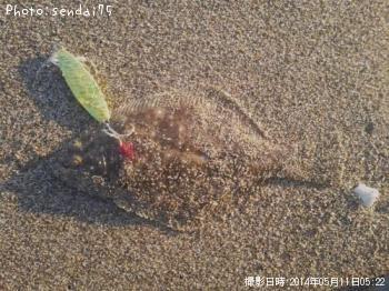 ヒラメ-2014-5-11 5:22