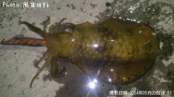 アオリイカ-2014-5-20 19:51