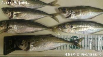 アジ-2014-5-28 12:42