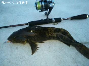 アイナメ-2014-6-1 19:10
