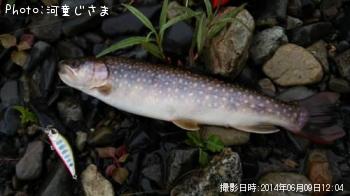 イワナ-2014-6-9 12:4