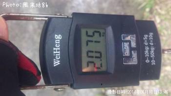 アオリイカ-2014-6-10 13:39