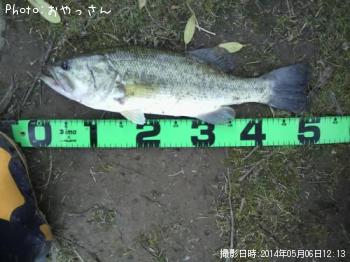 ブラックバス-2014-5-6 12:13