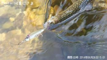 イワナ-2014-6-26 15:1
