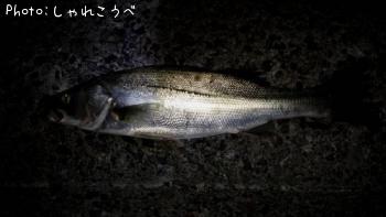 シーバス
