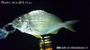 キビレ-2014-6-28 20:27