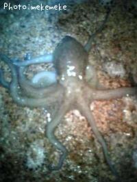 マダコ-2009-6-29 19:47