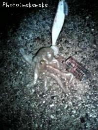 マダコ-2009-7-3 22:17